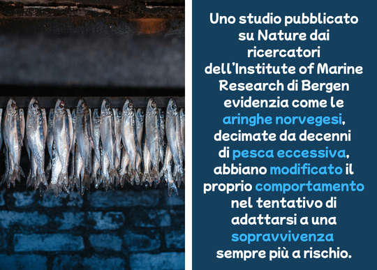 aringhe norvegia pesca eccessiva.png